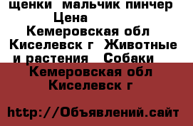 щенки  мальчик пинчер › Цена ­ 5 000 - Кемеровская обл., Киселевск г. Животные и растения » Собаки   . Кемеровская обл.,Киселевск г.